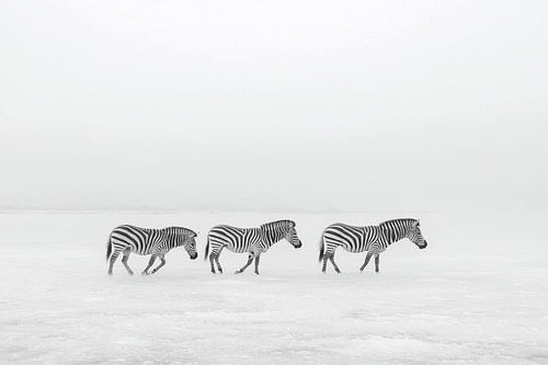 Zebras of the Icy Plains
