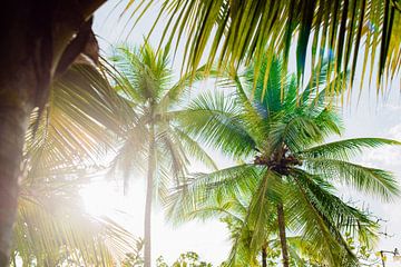 Costa Rica - Wind door de palmbomen van Jordy Brada