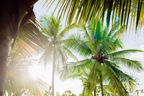 Costa Rica - Wind through the palm trees