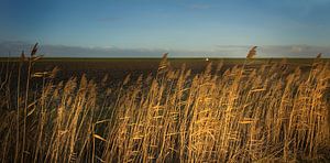 Soirée soleil sur le roseau sur Bo Scheeringa Photography