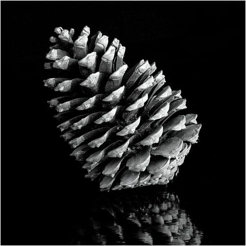 Dennenappel in zwart wit