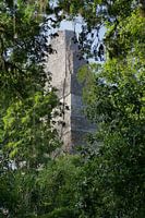 Tempel in de jungle