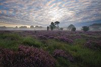Serene ochtend
