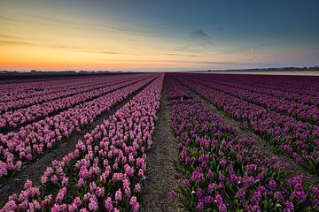 Hyacinths before the sunrise and setting moon by peterheinspictures