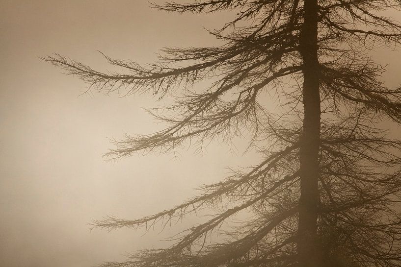 Arbre dans la nuit by Renald Bourque