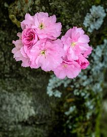 Pink blossoms from an ornamental cherry by ManfredFotos