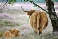 Schotse hooglander met kalf herenigd
