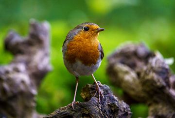 Robin by Kim Claessen