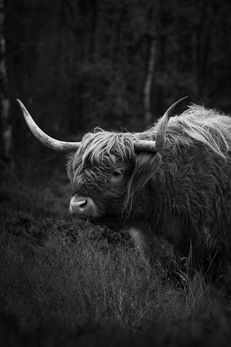 Schotse Hooglander op de Bussumerheide #3