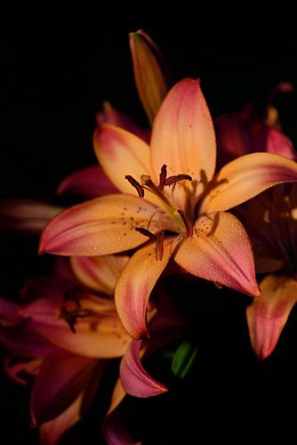 Orange lilies against a dark background