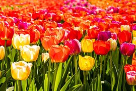 A field spring that makes you very happy. by Marly De Kok