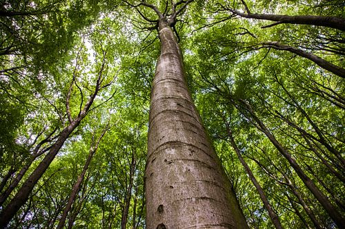 Hoge bomen, perspectief van onderaf.