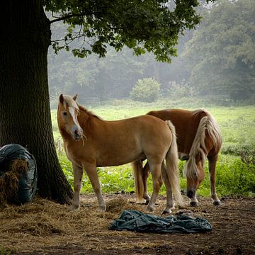 Posing horses