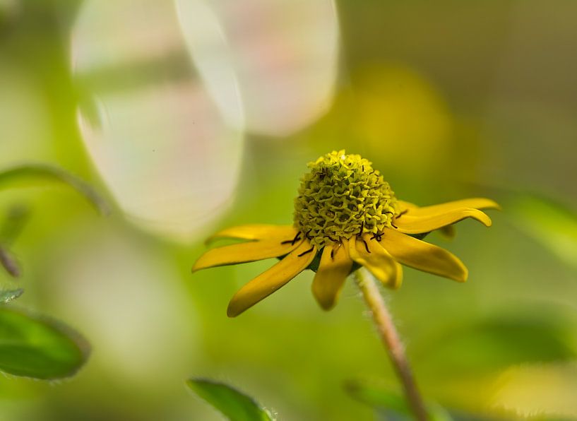 Hussar's Button by mh-photografie
