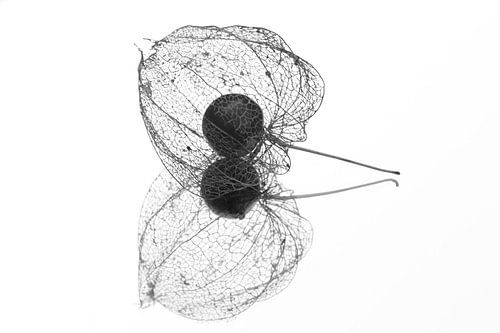 lampionplant Physalis alkekengi