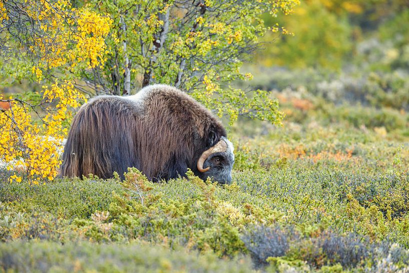 Le bœuf musqué en Norvège par Menno Schaefer