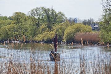 Torfkahn auf der Hamme, Ritterhude von Torsten Krüger