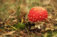 Jonge vliegenzwam - paddenstoel rood met witte stippen van Moetwil en van Dijk - Fotografie thumbnail