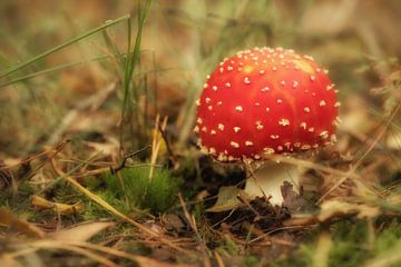 Young fly agaric - mushroom red with white dots by Moetwil en van Dijk - Fotografie