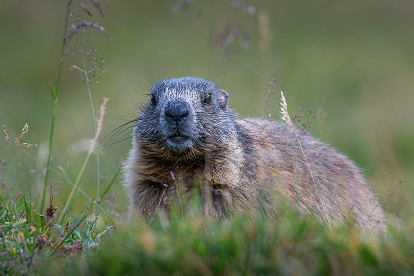 Marmot in de Zwitserse bergen van Patrick Nijland