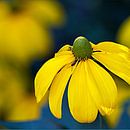 Echinacea gelb von Ina Hölzel Miniaturansicht