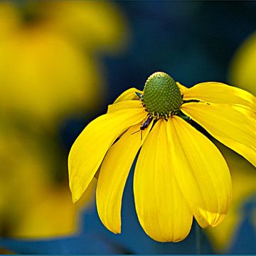 Echinacea geel van Ina Hölzel