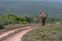 Olifant op pad