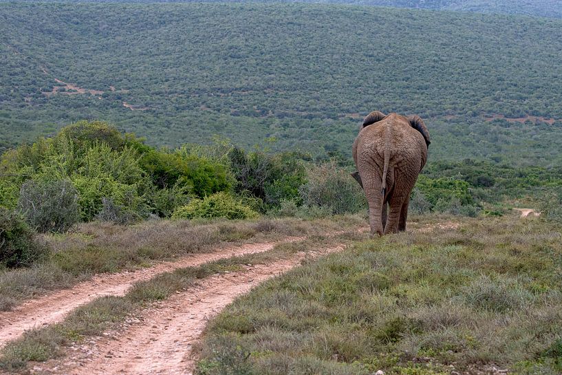 Un éléphant sur la route par jacky weckx