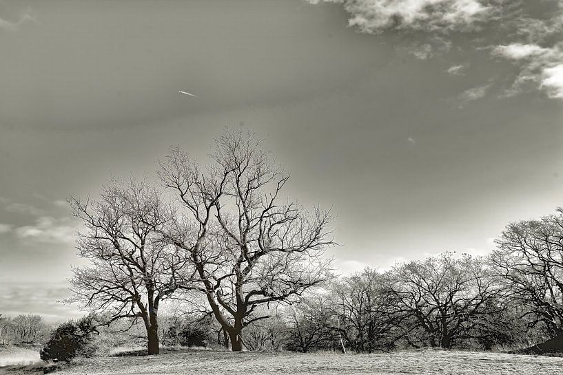 &quot;Nature seen achromatically&quot; by Wil Gulpen