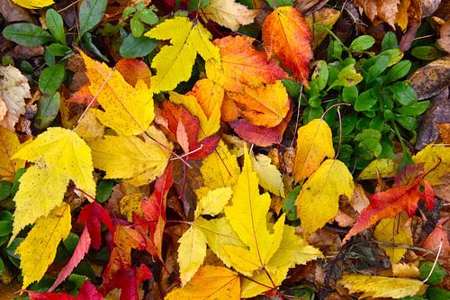 Feuillage d'automne au jardin