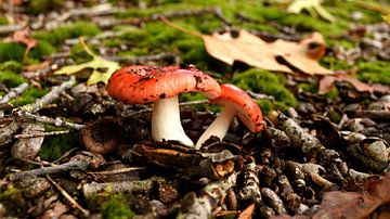 Rode paddenstoelen in het bos van Arno Lambermont