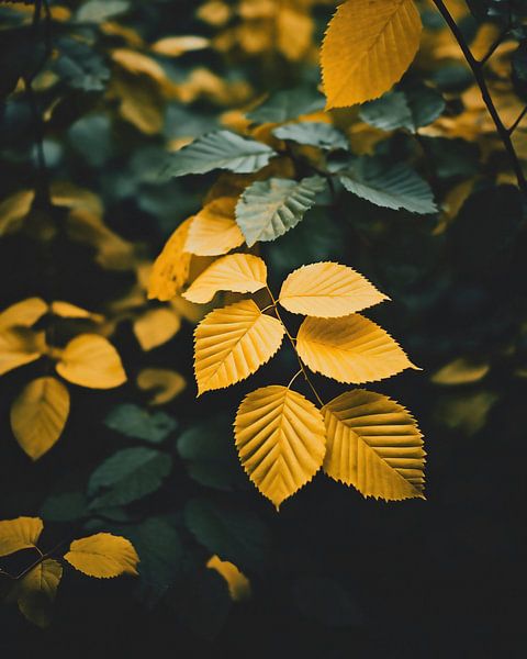 Blätter im Herbst von fernlichtsicht