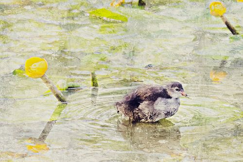 Newborn moorhen with yellow plump (painting)
