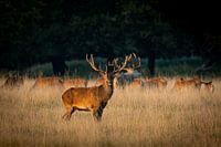 Bronst Edelhert