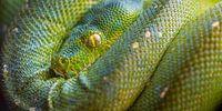 Close up of a green tree python