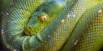 Close up van een groene boompython van Wouter Triki Photography