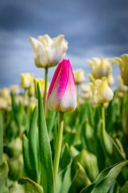 Feld mit blühenden weißen Tulpen und einer rosa Tulpe im Frühling von Sjoerd van der Wal Fotografie