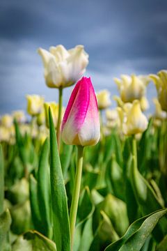 Field of blossoming white tulips and one pink tulip during springtime by Sjoerd van der Wal