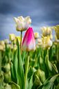 Bloeiende witte tulpen en een roze tulp in het voorjaar van Sjoerd van der Wal Fotografie thumbnail
