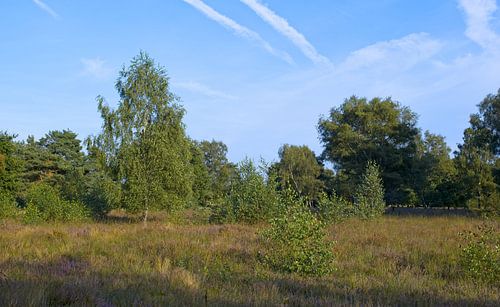 Heide in kleur