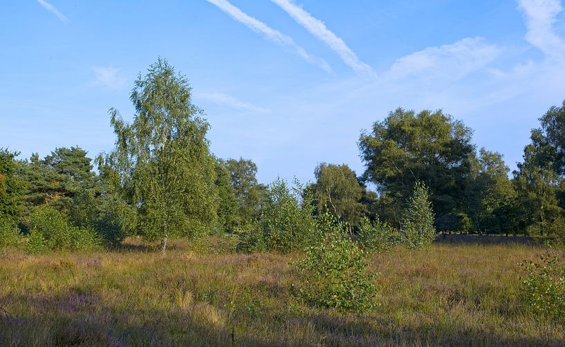 heath landscape by Go4animals