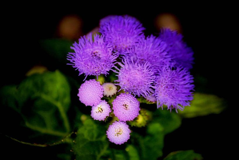 Nuances de violet par erikaktus gurun