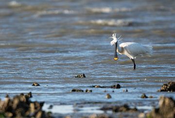 Lepelaar,Löffler, Eurasian spoonbill,Spatule blanche van Corrie Post