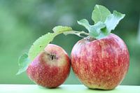 Appeloogst