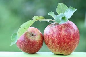 Récolte de pommes