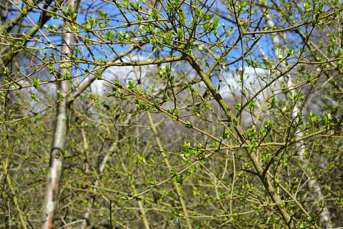 Vert de printemps
