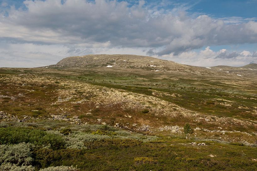 De natuurlijke vloerbedekking / The Most Natural Mountain Cover by Mark Veen