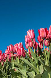 Rode Tulpen 004 von Alex Hiemstra