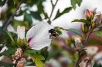 Hommel in bloemen