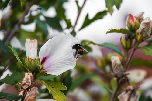 Bourdon en fleurs